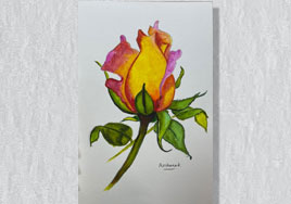 A Rose