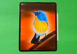 A Colorful Bird