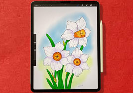 Daffodil Flowers