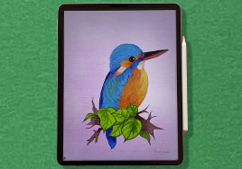A Colorful Kingfisher